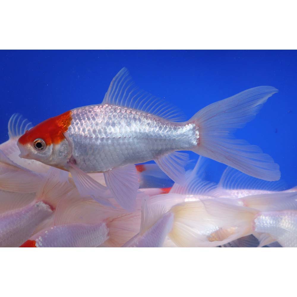 Tancho Sarasa Comet 6-7" - Image 4