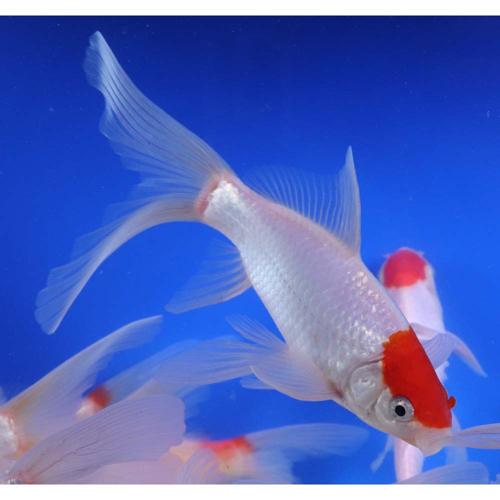 Tancho Sarasa Comet 6-7" - Image 5