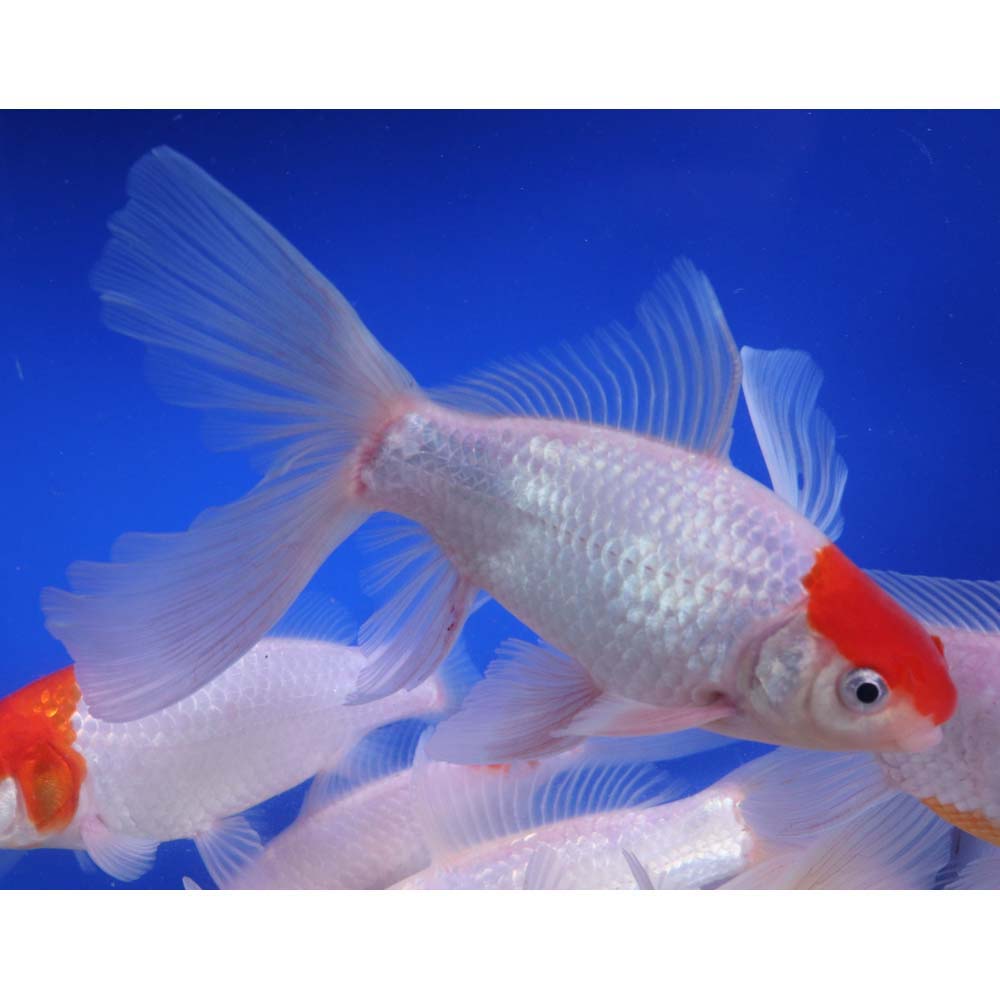 Tancho Sarasa Comet 6-7" - Image 6