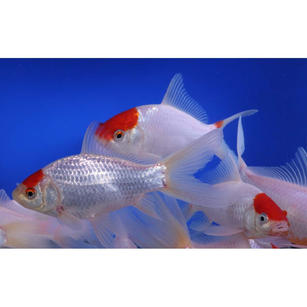 Tancho Sarasa Comet 6-7" - Image 7