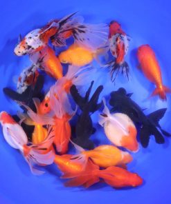 Mixed Fancy Goldfish XL