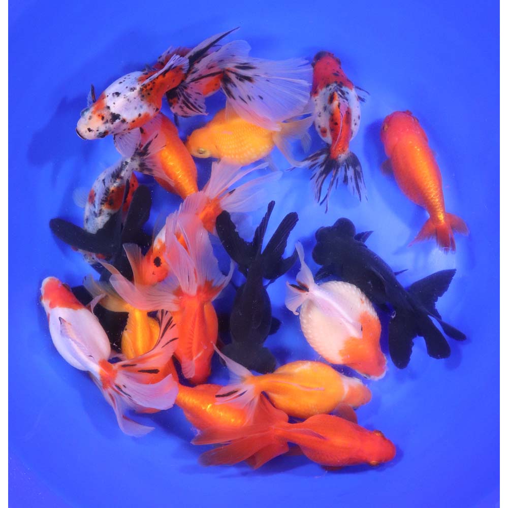 Mixed Fancy Goldfish XL