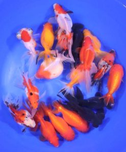 Alternative view of Mixed Fancy Goldfish XL