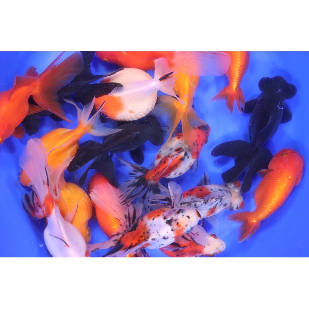 Mixed Fancy Goldfish XL - Image 3