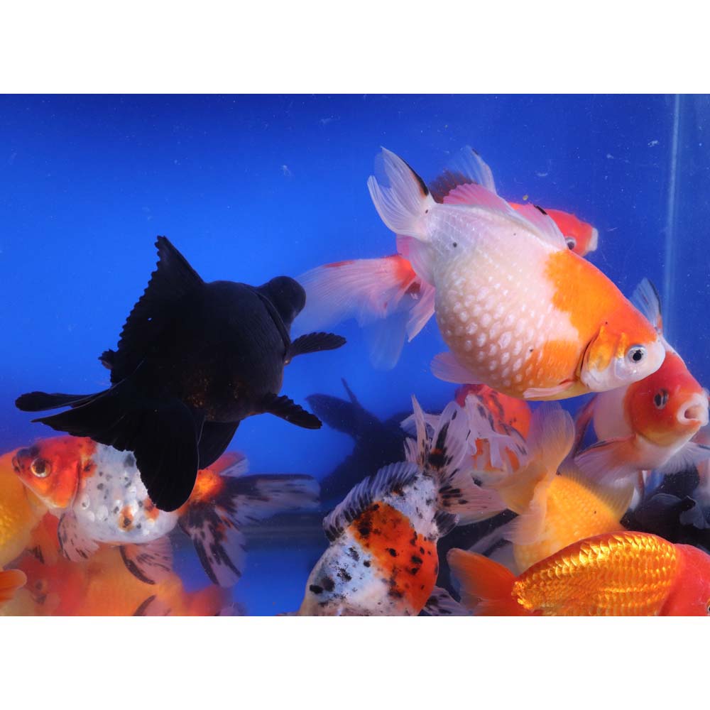 Mixed Fancy Goldfish XL - Image 5