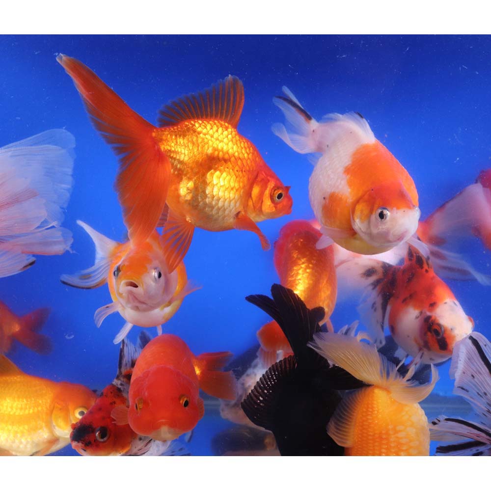 Mixed Fancy Goldfish XL - Image 6