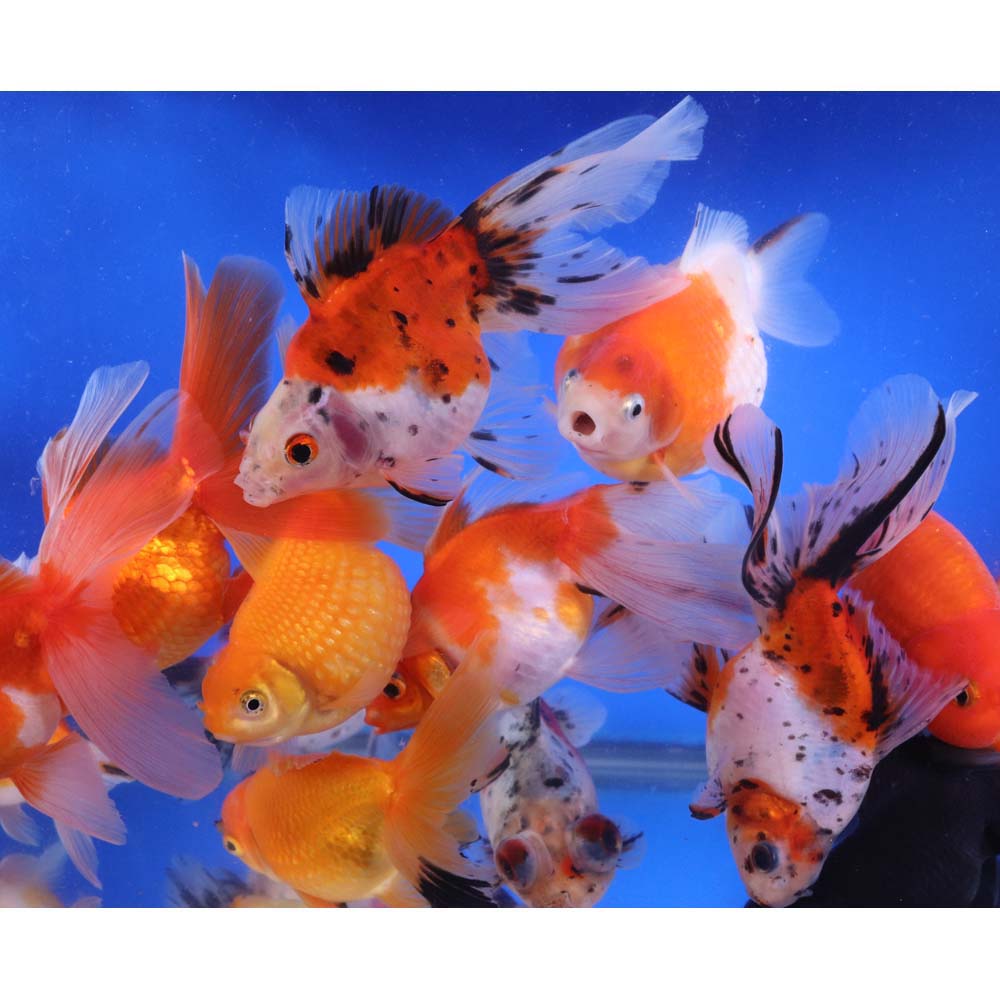 Mixed Fancy Goldfish XL - Image 8