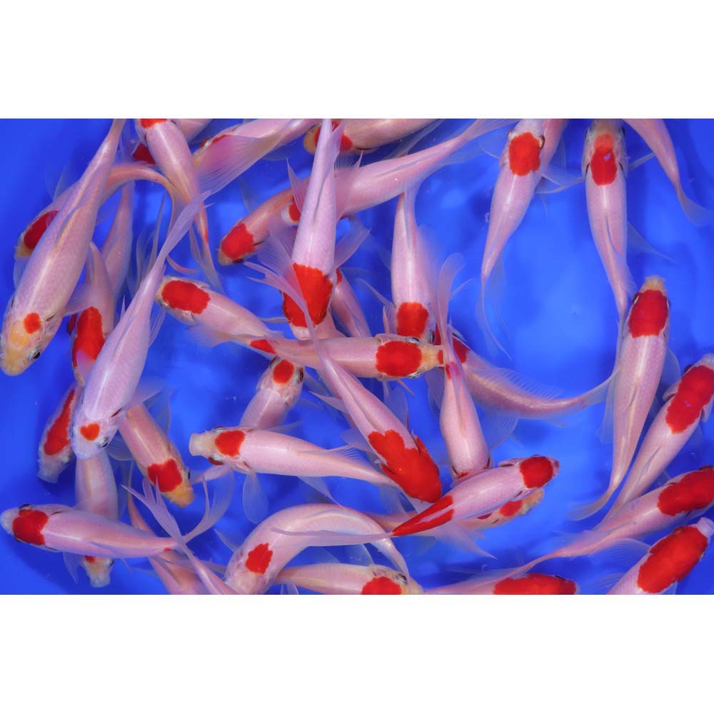 Tancho Sarasa Comet 4-5" - Image 3