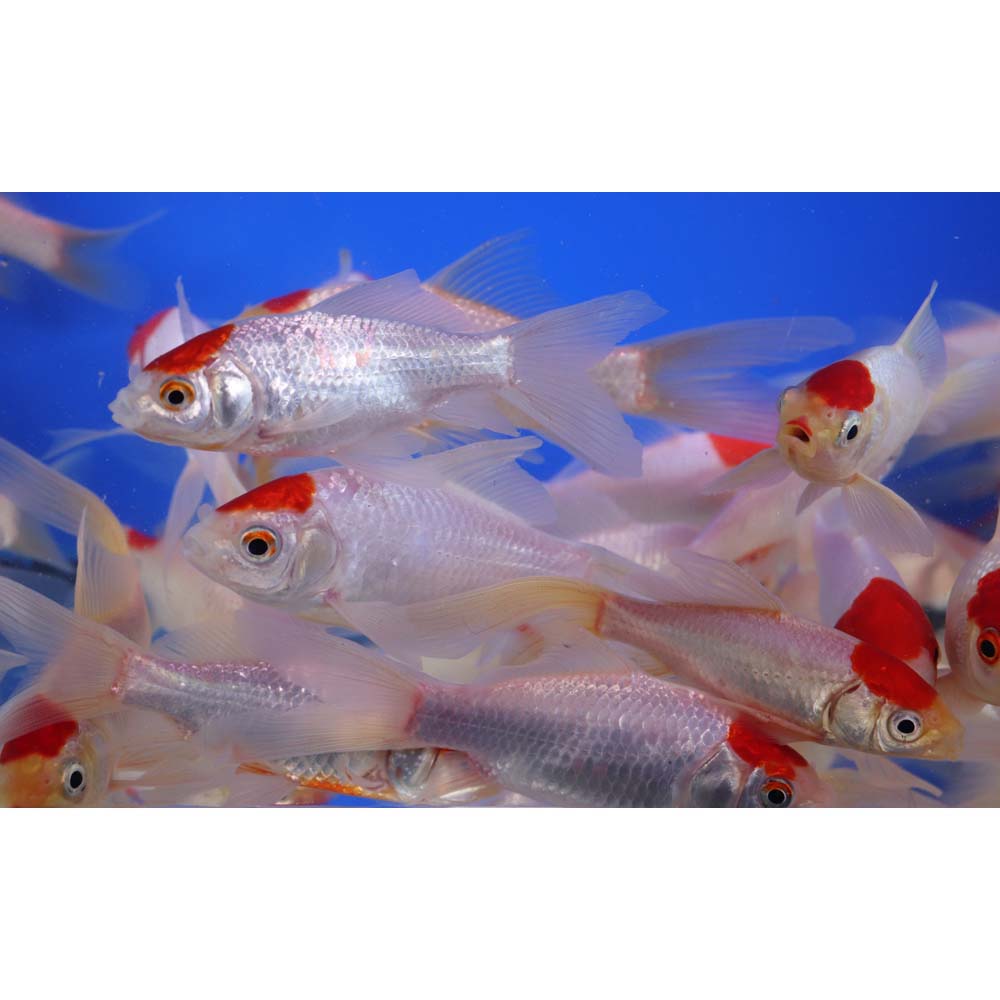 Tancho Sarasa Comet 4-5" - Image 4