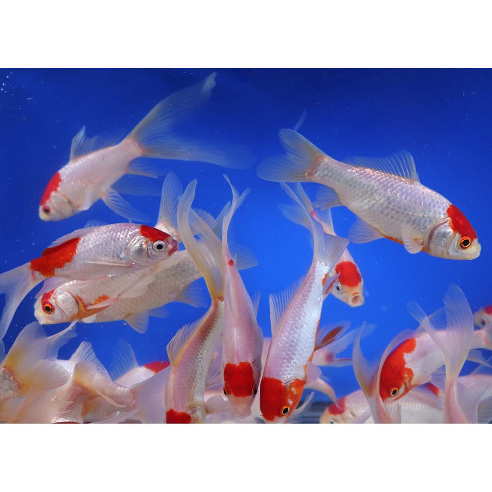 Tancho Sarasa Comet 4-5" - Image 5