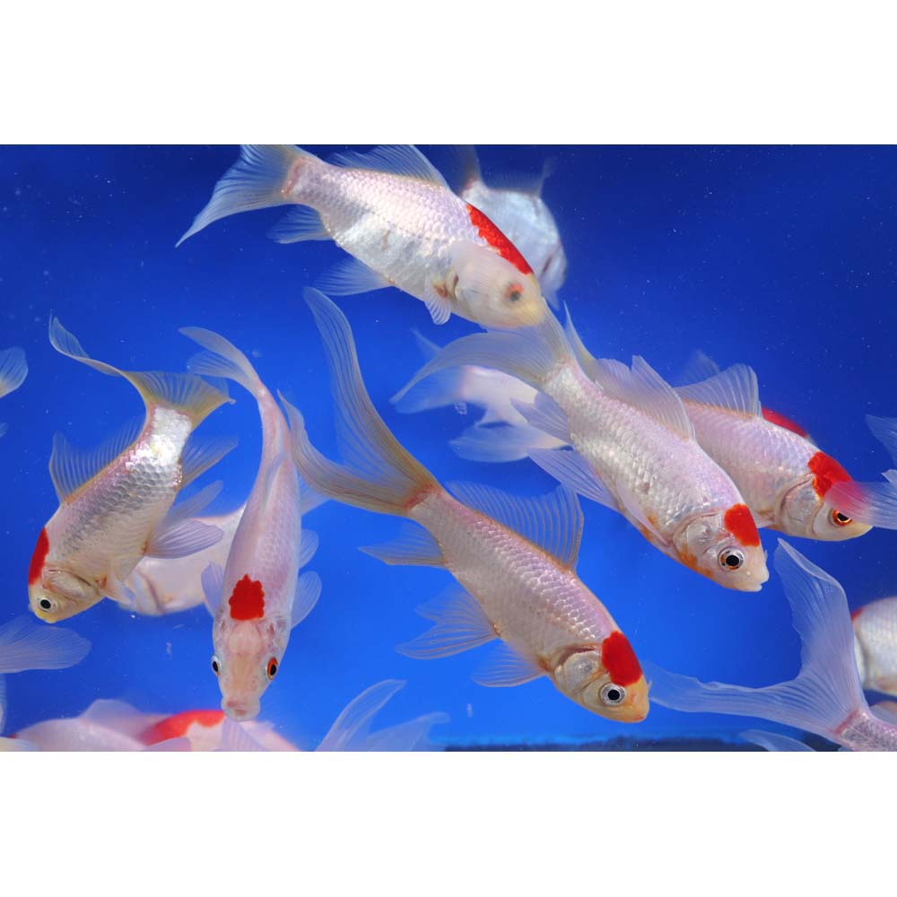 Tancho Sarasa Comet 4-5" - Image 6