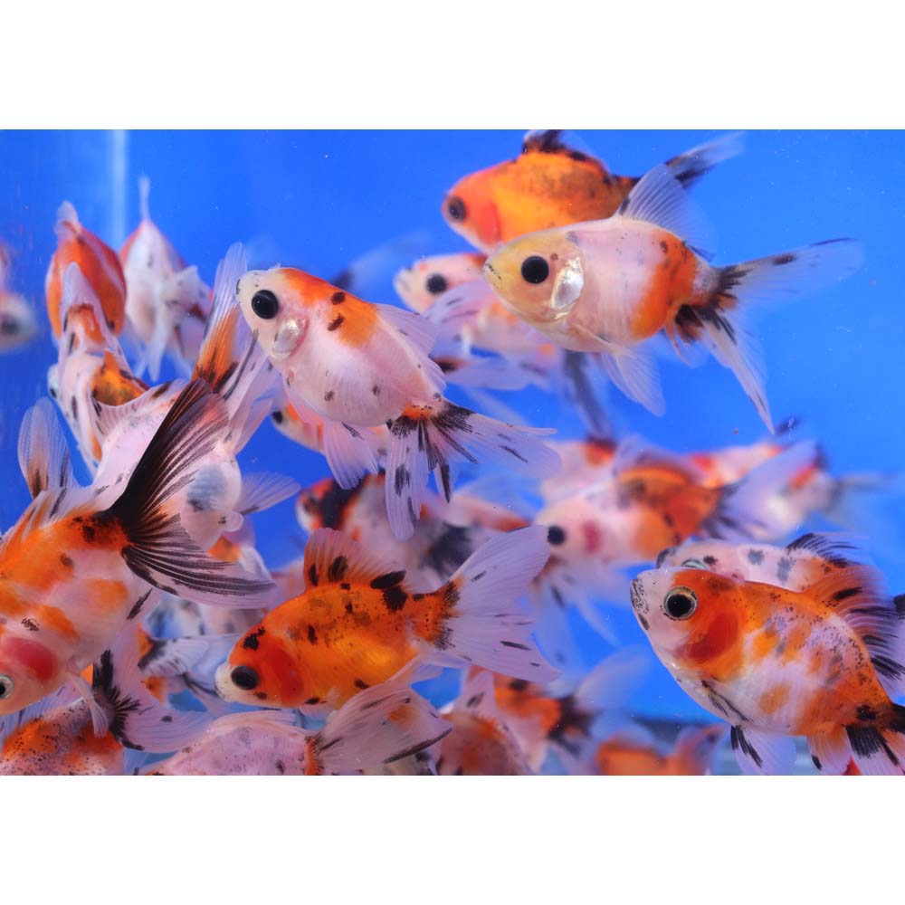Alternative view of Calico Fantail Goldfish SM
