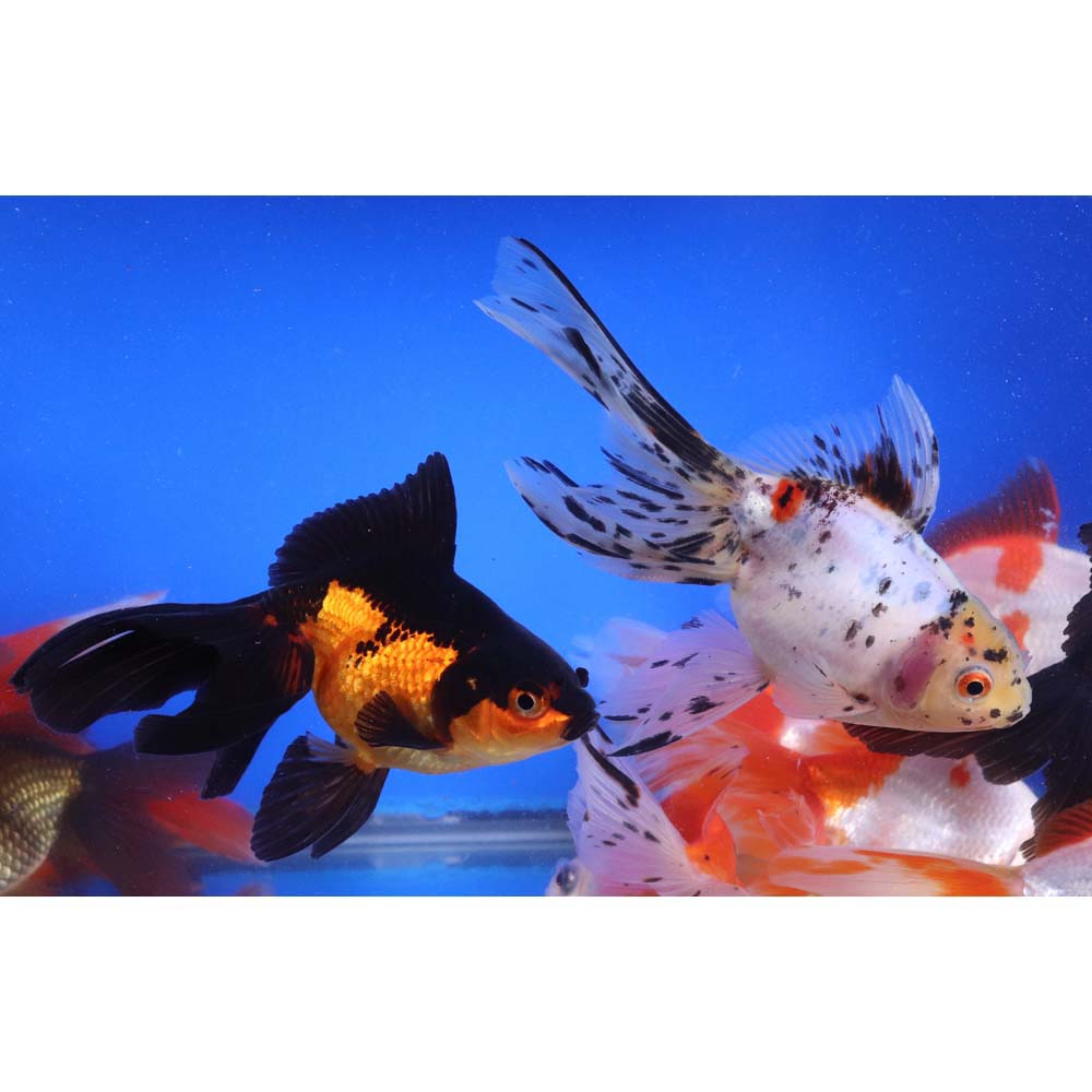 Alternative view of Mixed Ryukin Goldfish XL