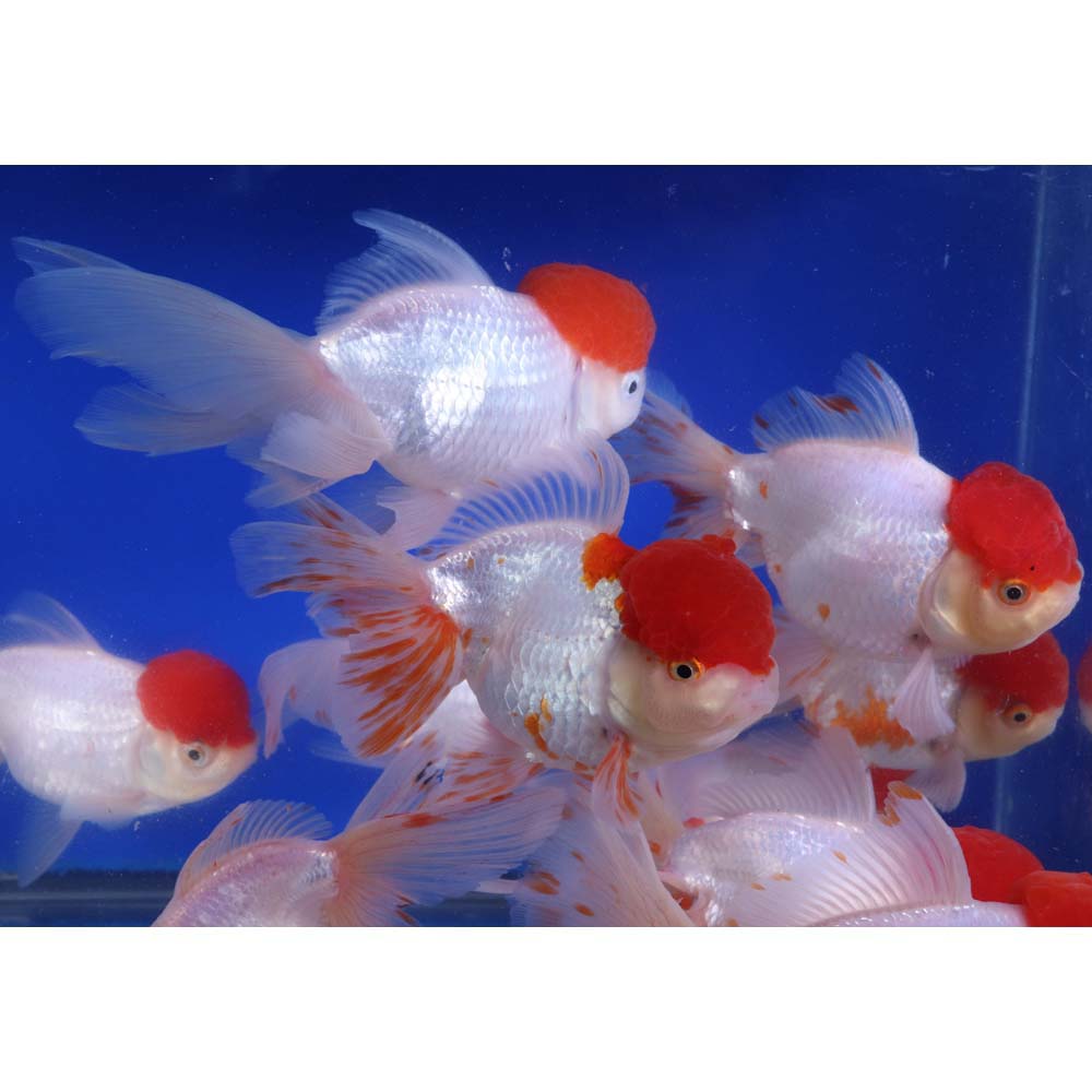 Alternative view of Redcap Oranda Goldfish JUMBO
