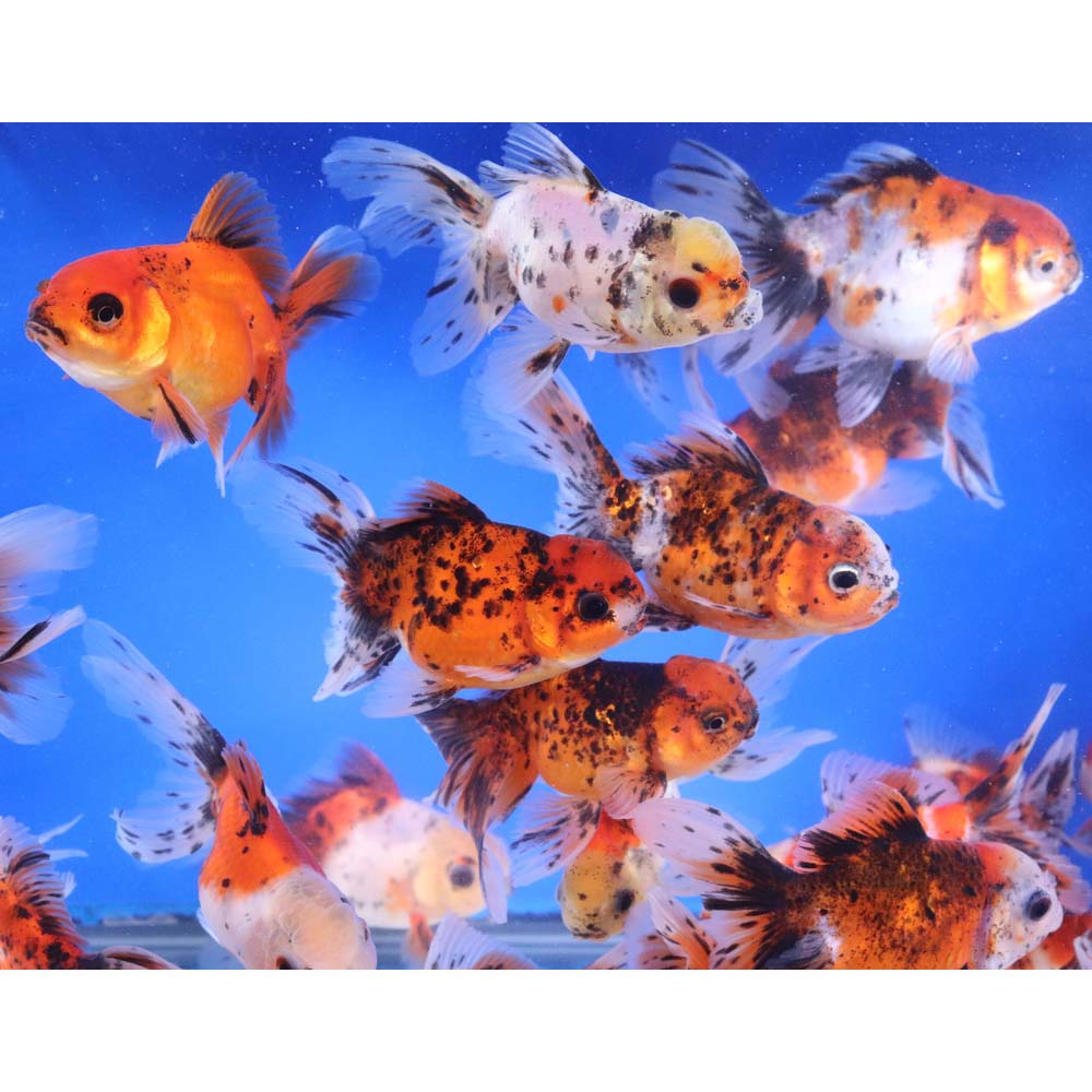 Calico Oranda Goldfish LG