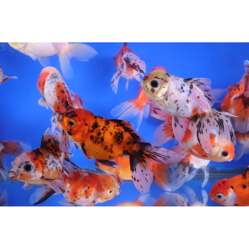 Alternative view of Calico Oranda Goldfish LG