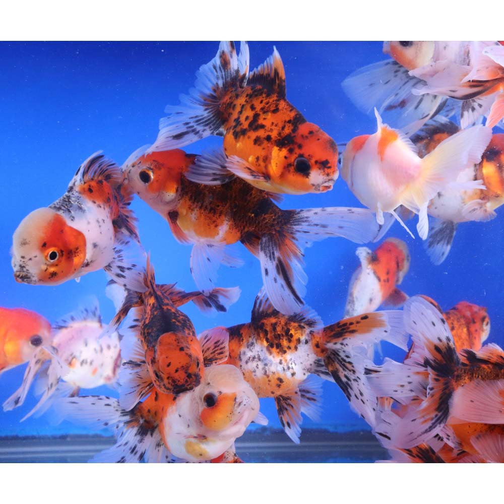 Calico Oranda Goldfish LG - Image 4