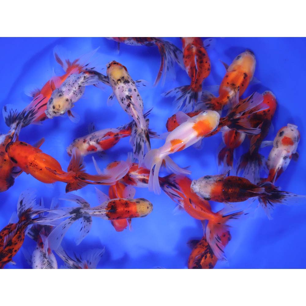 Calico Oranda Goldfish LG - Image 7