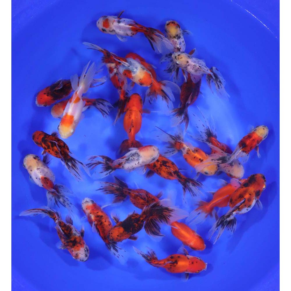 Calico Oranda Goldfish LG - Image 8
