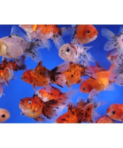 Calico Oranda Goldfish MD