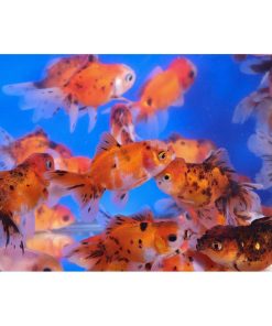 Alternative view of Calico Oranda Goldfish MD