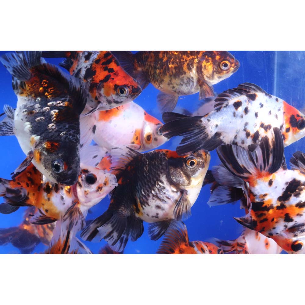 Calico Ryukin Goldfish LG