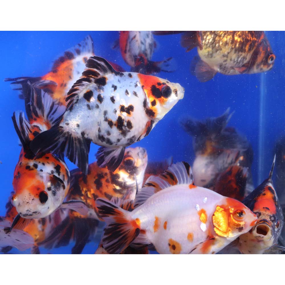 Alternative view of Calico Ryukin Goldfish LG