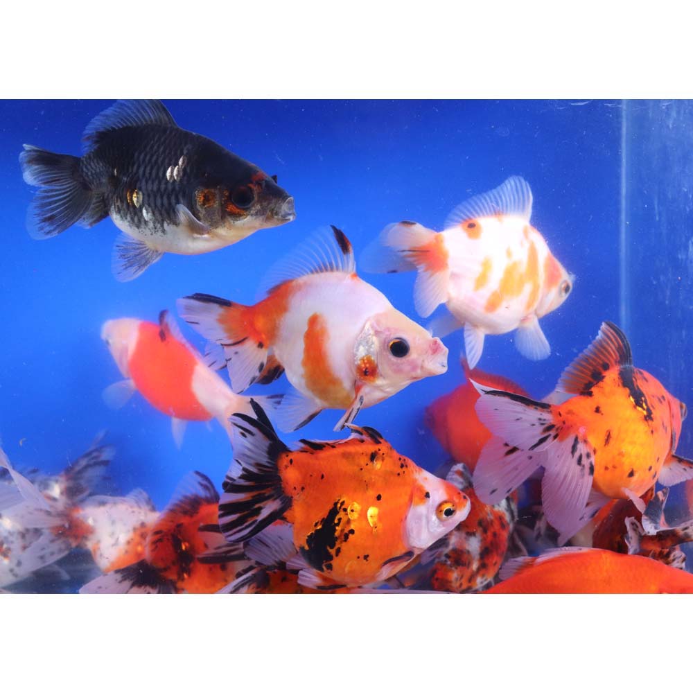 Calico Ryukin Goldfish XL