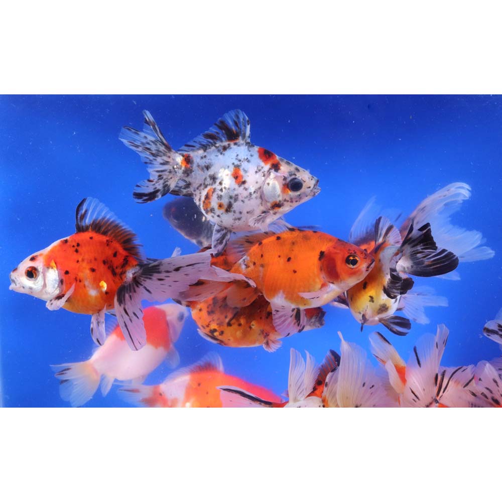 Alternative view of Calico Ryukin Goldfish XL