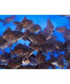 Chocolate Oranda Goldfish SM