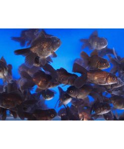 Alternative view of Chocolate Oranda Goldfish SM