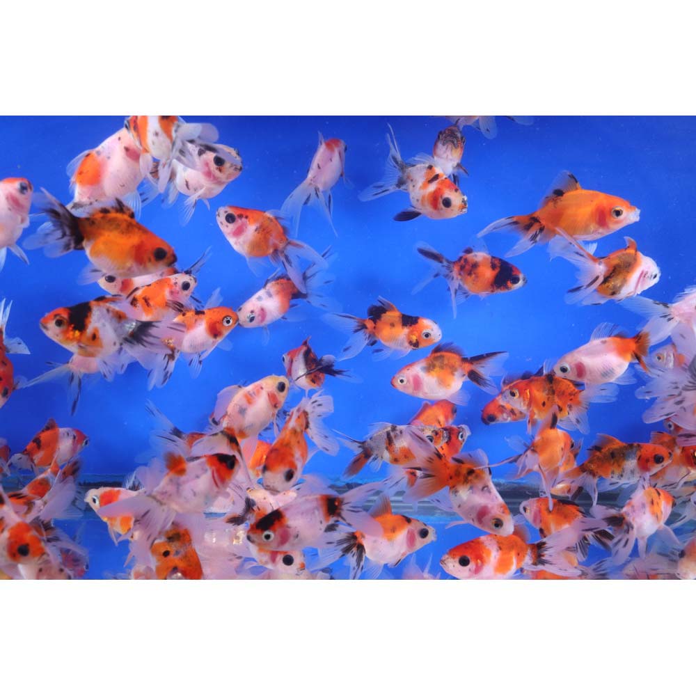 Calico Fantail Goldfish SM