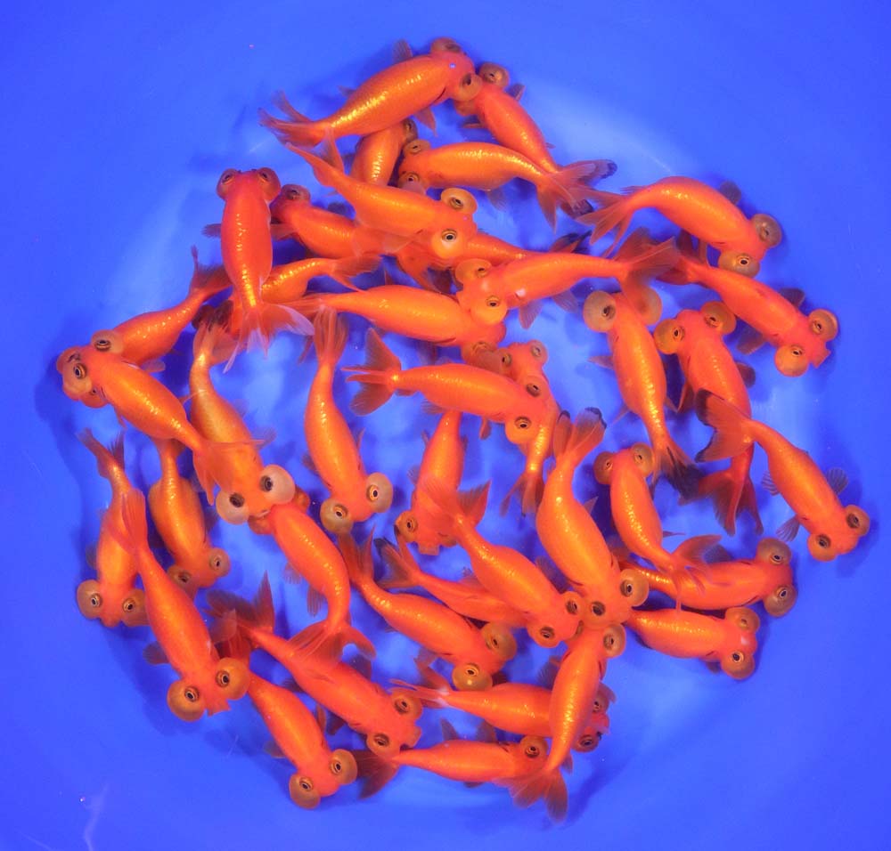 Red Bubble Eye Goldfish SM
