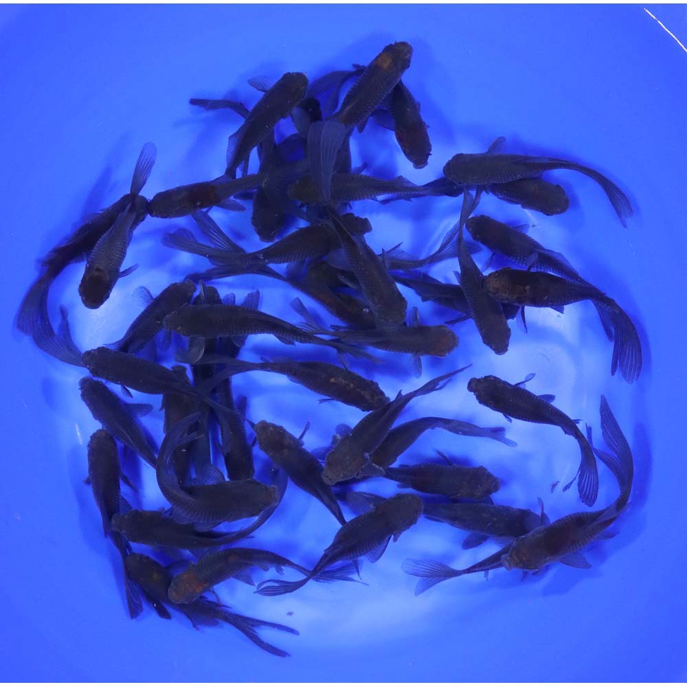 Blue & Bronze Comet Goldfish 3-4"