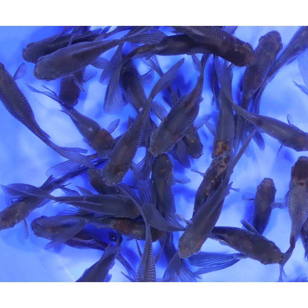 Alternative view of Blue & Bronze Comet Goldfish 3-4"