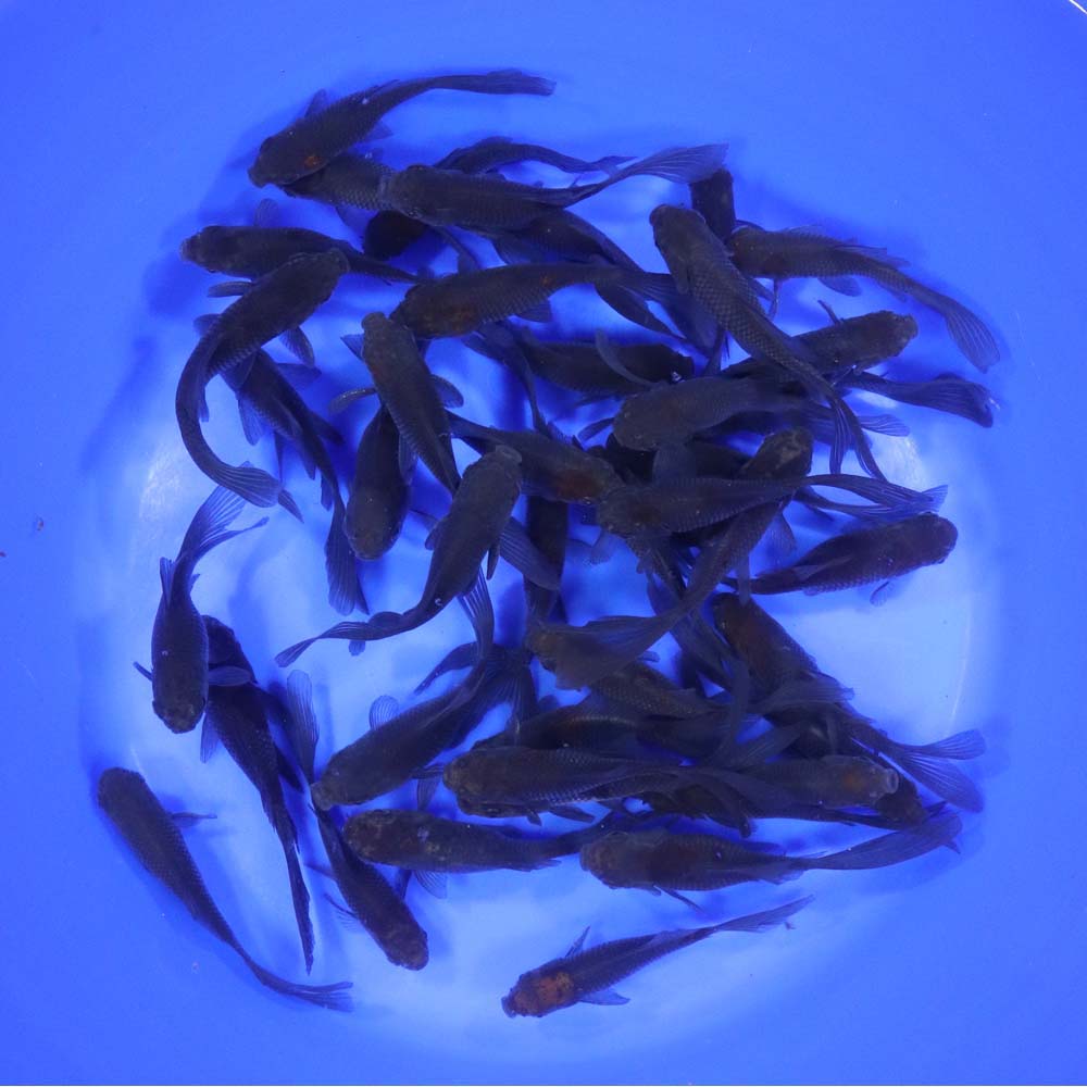 Blue & Bronze Comet Goldfish 3-4" - Image 3