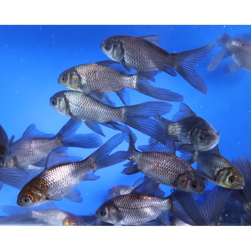 Blue & Bronze Comet Goldfish 3-4" - Image 4