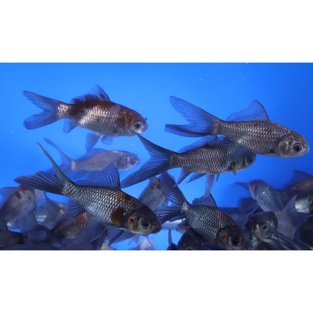 Blue & Bronze Comet Goldfish 3-4" - Image 5