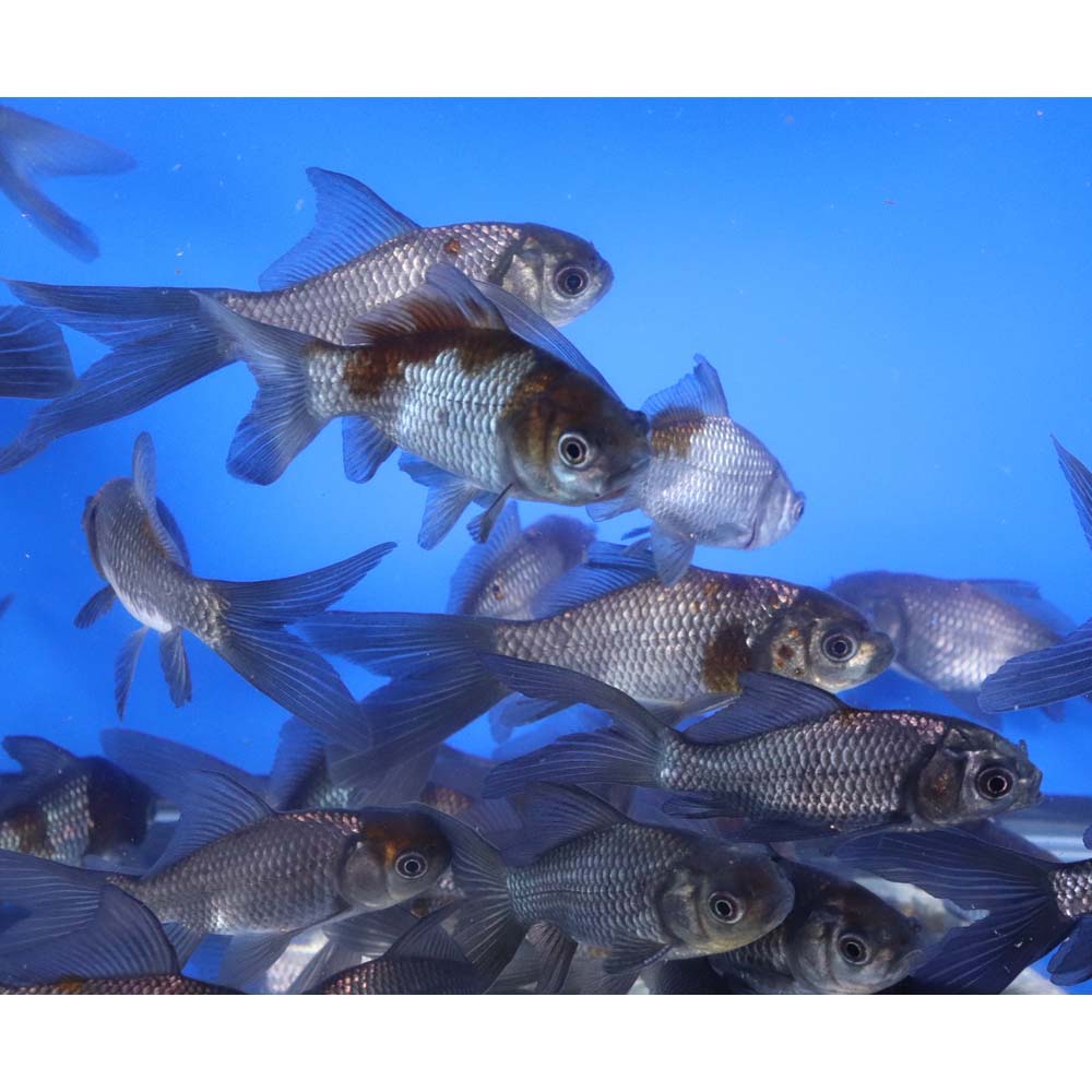 Blue & Bronze Comet Goldfish 3-4" - Image 6