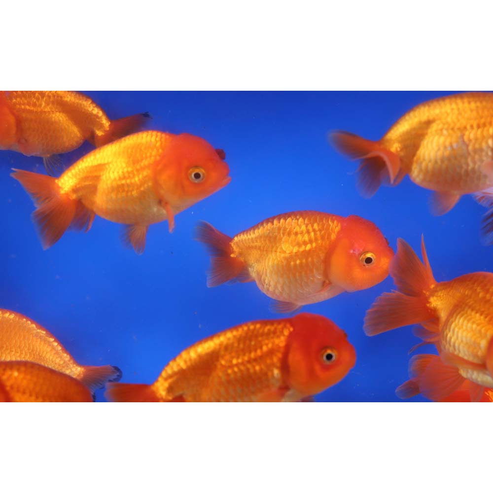 Red Ranchu Goldfish LG - Image 3
