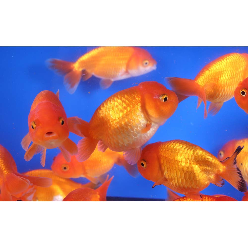 Red Ranchu Goldfish LG - Image 4