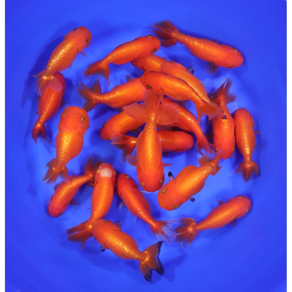 Red Ranchu Goldfish LG - Image 5