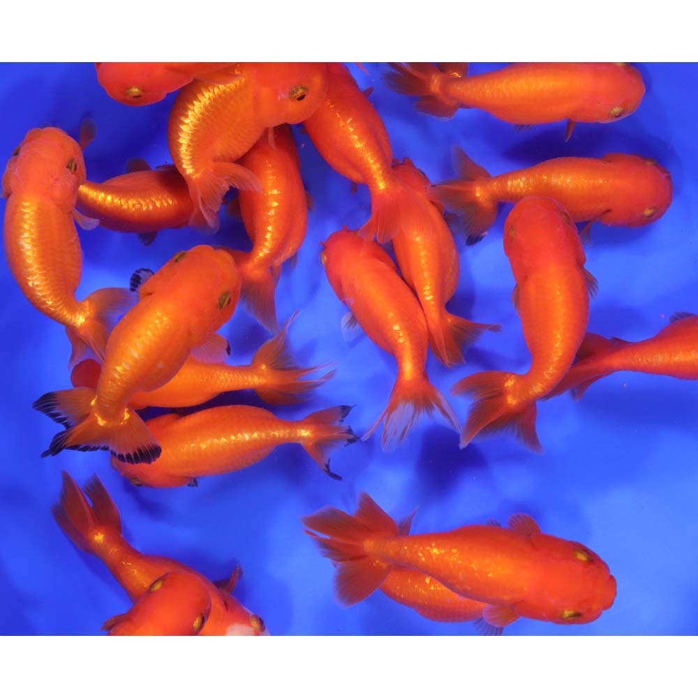 Red Ranchu Goldfish LG - Image 6