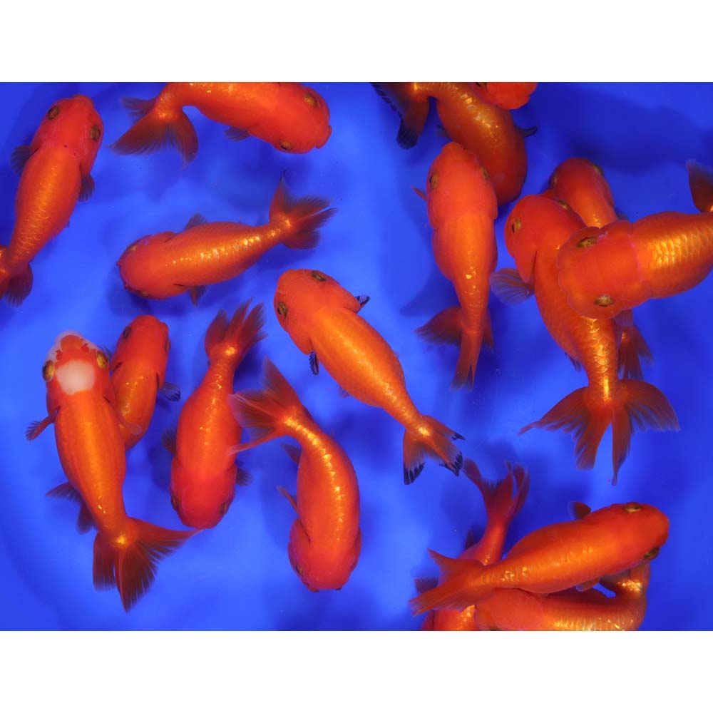 Red Ranchu Goldfish LG - Image 7