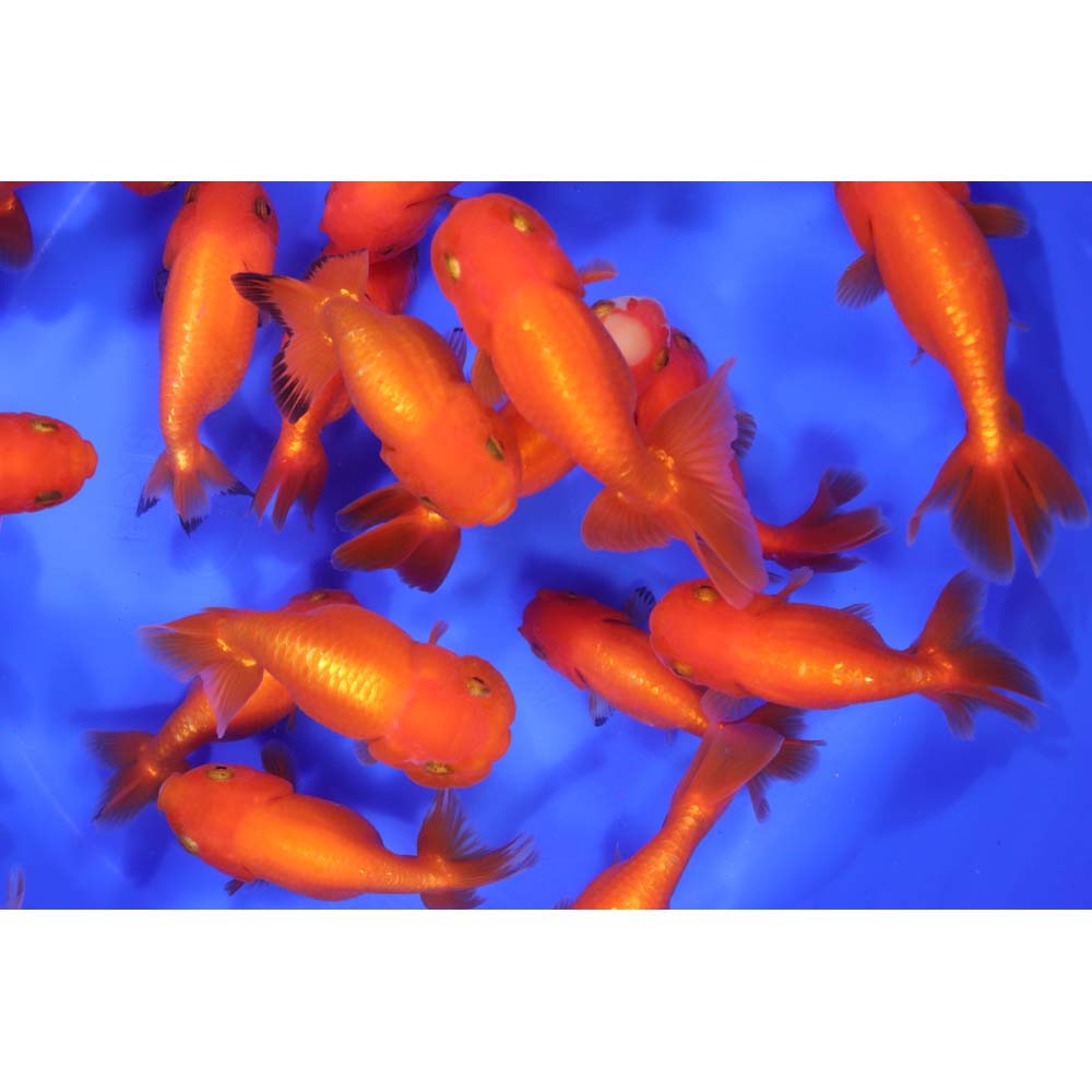 Red Ranchu Goldfish LG - Image 8