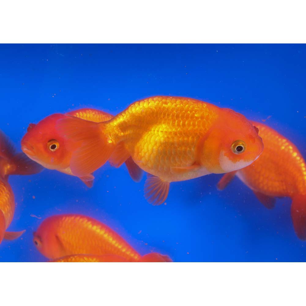 Alternative view of Red Ranchu Goldfish XL