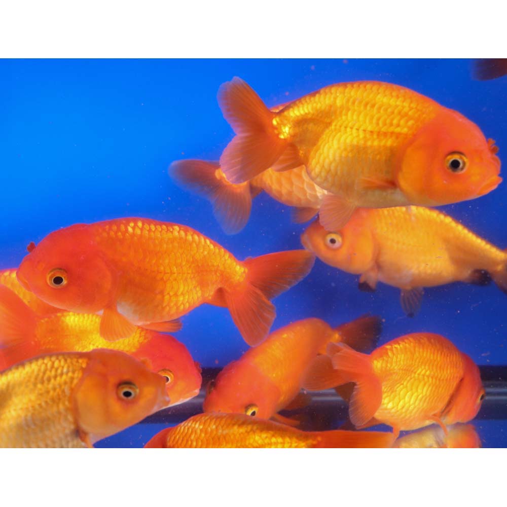 Red Ranchu Goldfish XL - Image 3