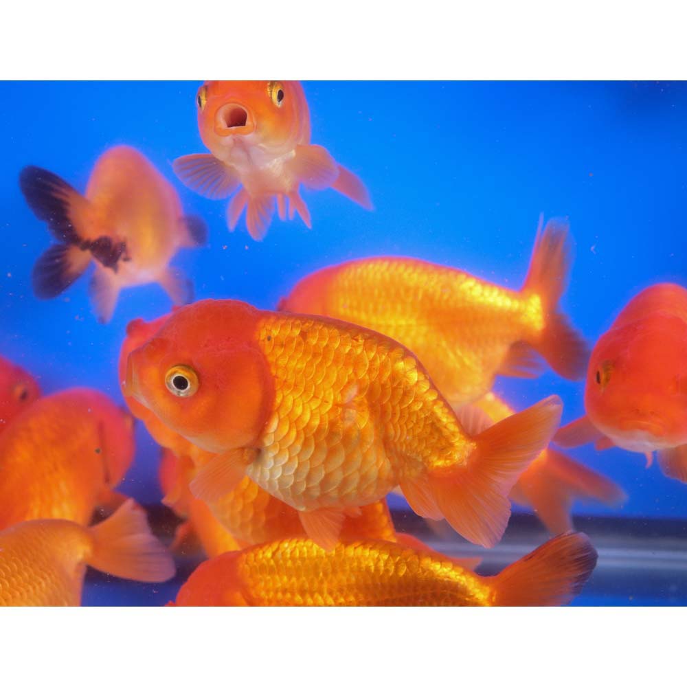 Red Ranchu Goldfish XL - Image 4