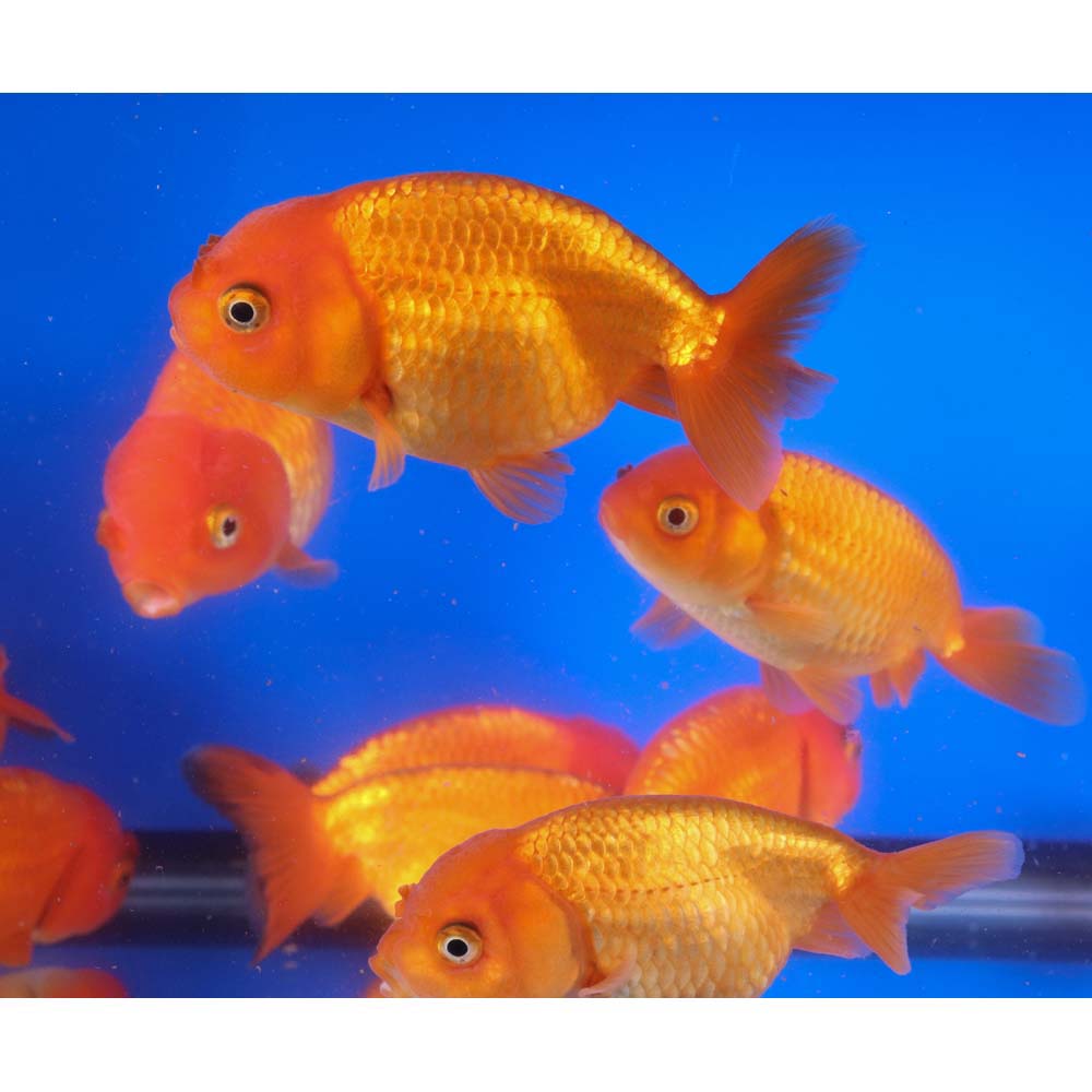 Red Ranchu Goldfish XL - Image 5