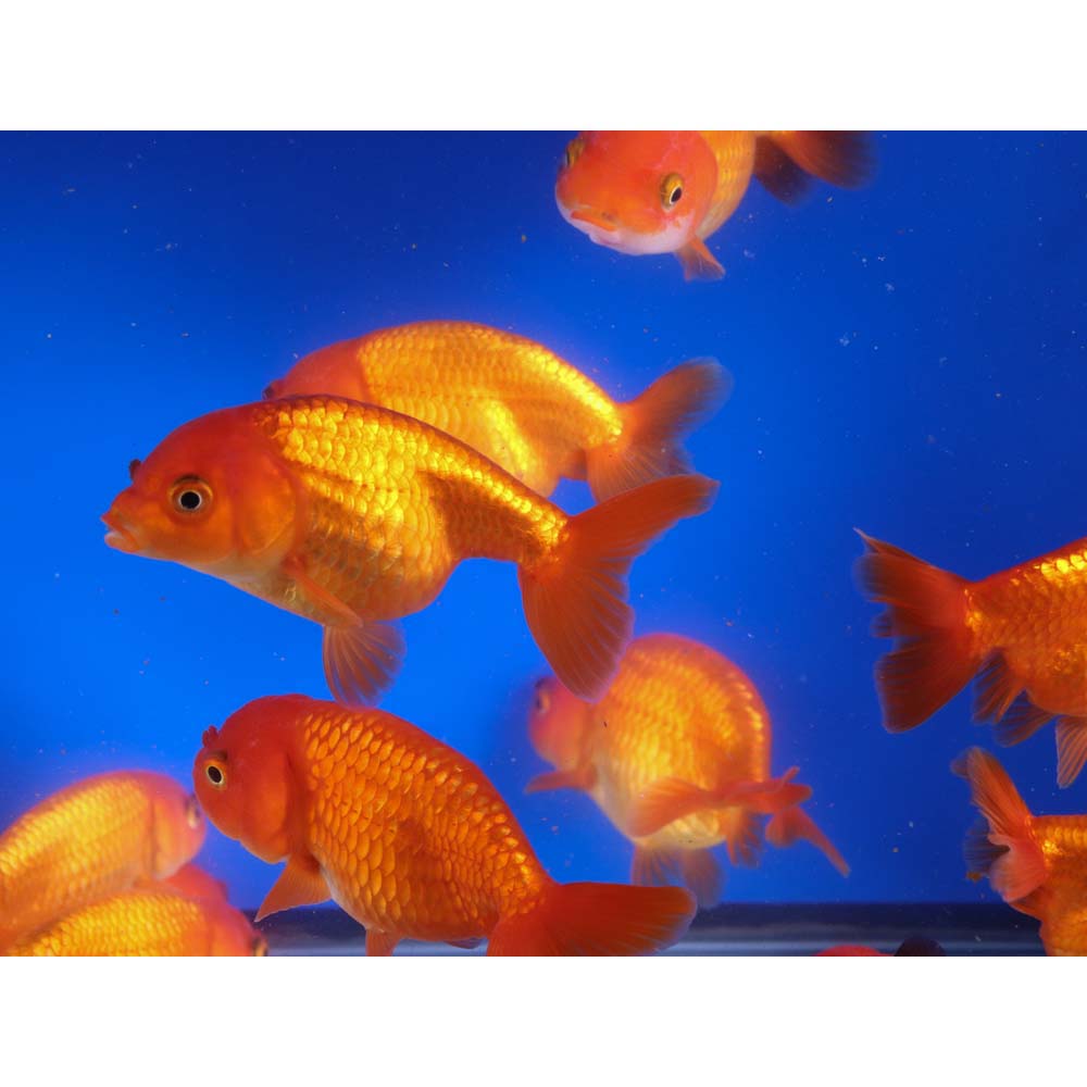 Red Ranchu Goldfish XL - Image 6